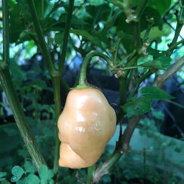 Aji - Pepper Seeds Combo Pack (7 Varieties) - Seeds - The Pepper Pantry (Formerly Marie Sharp's)